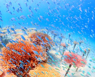 観光スポット タイガービーチリゾートクラブ 公式 恩納村観光協会webサイト 観光スポット タイガービーチリゾートクラブ 公式 恩納村観光協会webサイト